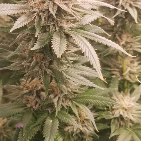 Cheese growlog timeline photo