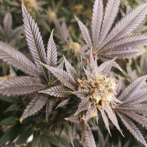 Grandaddy black growlog timeline photo