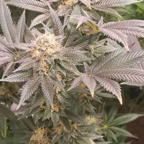 Grandaddy black growlog timeline photo