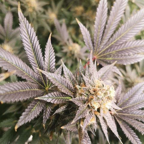 Grandaddy black growlog timeline photo