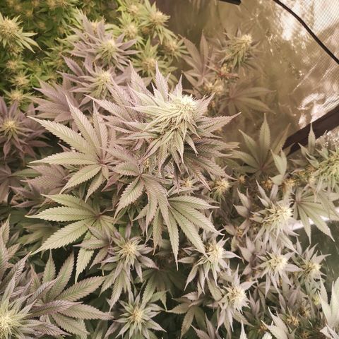 10th Planet growlog timeline photo