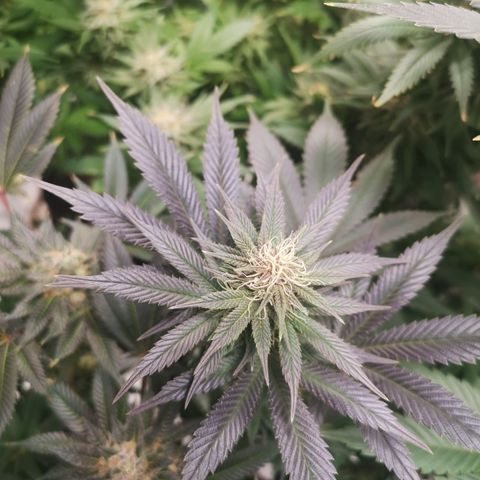 10th Planet growlog timeline photo