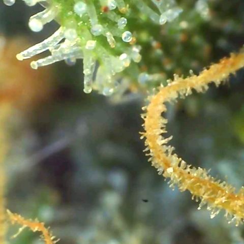 Cheese growlog timeline photo