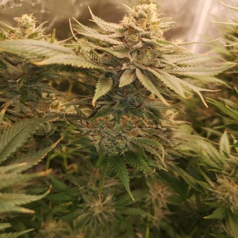 Cheese growlog timeline photo