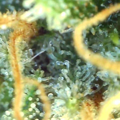 Cheese growlog timeline photo