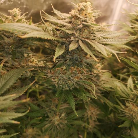 Cheese growlog timeline photo
