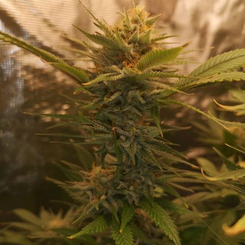 Cheese growlog timeline photo