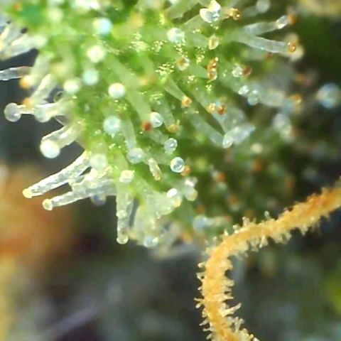 Cheese growlog timeline photo