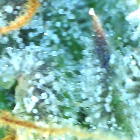 Grandaddy black growlog timeline photo