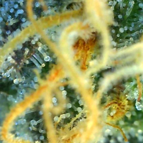 Grandaddy black growlog timeline photo