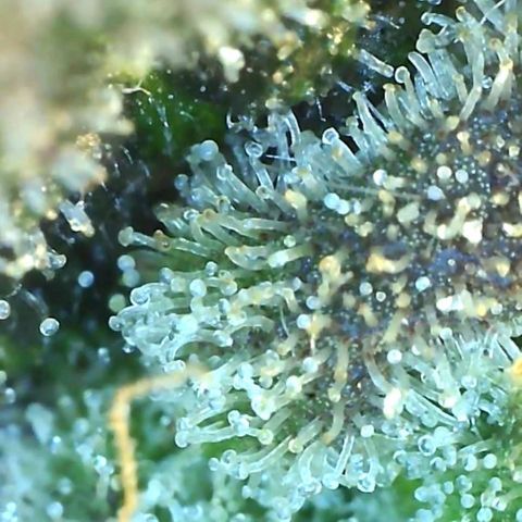 Grandaddy black growlog timeline photo