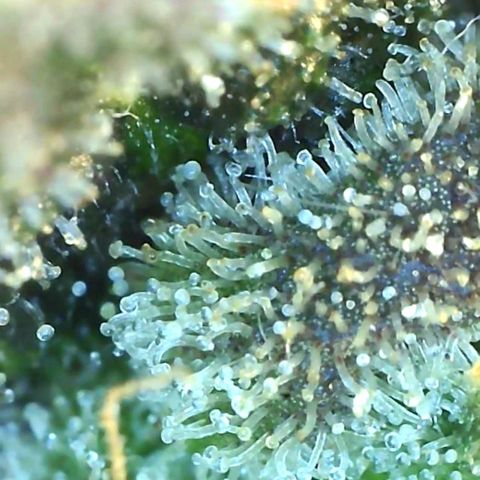 Grandaddy black growlog timeline photo