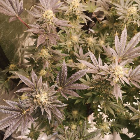 Grandaddy black growlog timeline photo