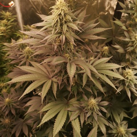 10th Planet growlog timeline photo