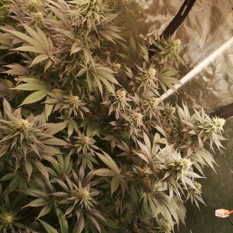 10th Planet growlog timeline photo
