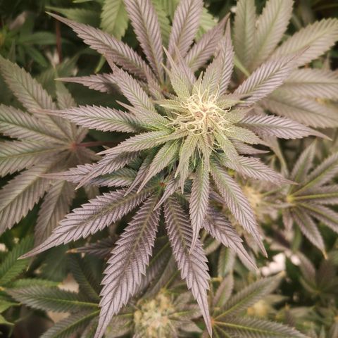 10th Planet growlog timeline photo