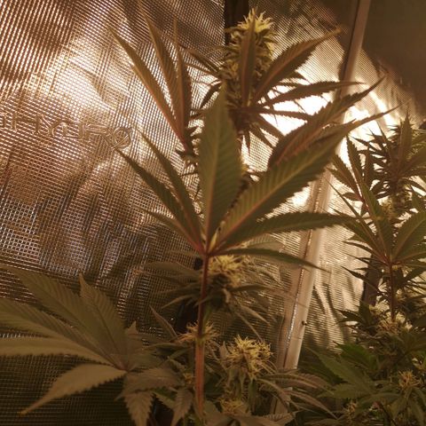 10th Planet growlog timeline photo