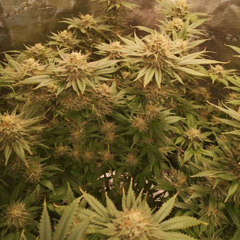 Cheese growlog timeline photo
