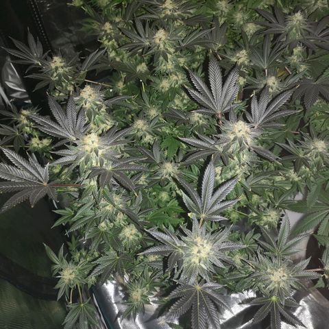 Grandaddy black growlog timeline photo