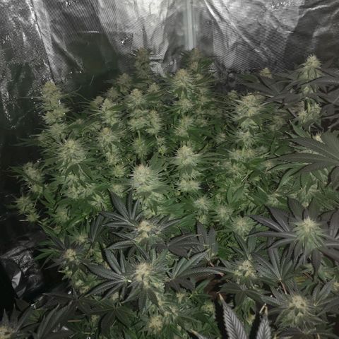 Cheese growlog timeline photo