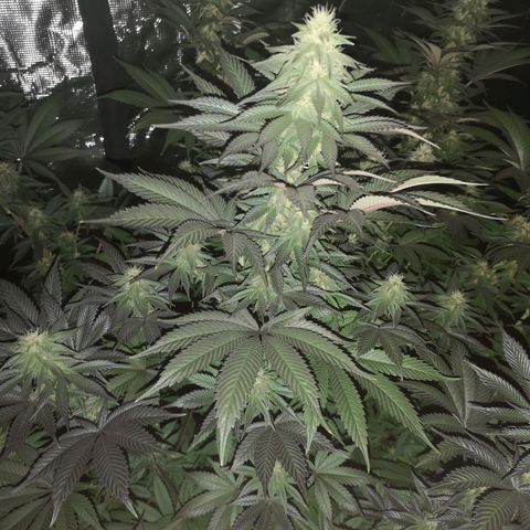 10th Planet growlog timeline photo