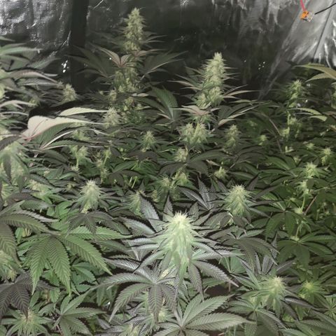 10th Planet growlog timeline photo