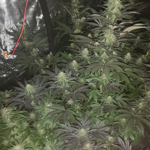 10th Planet growlog timeline photo