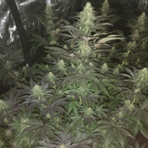10th Planet growlog timeline photo