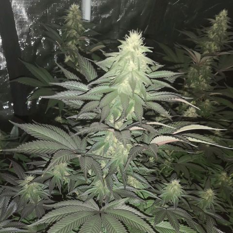 10th Planet growlog timeline photo