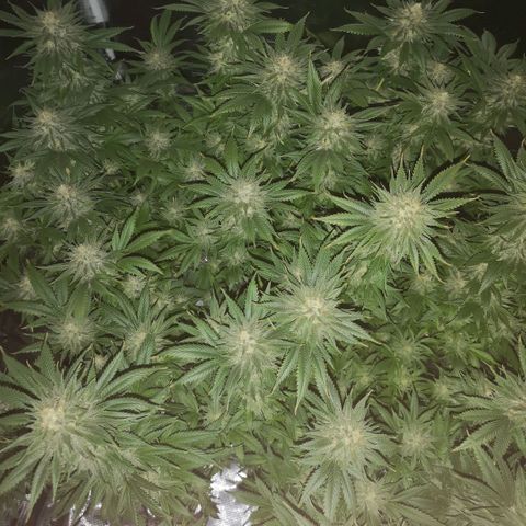 Cheese growlog timeline photo
