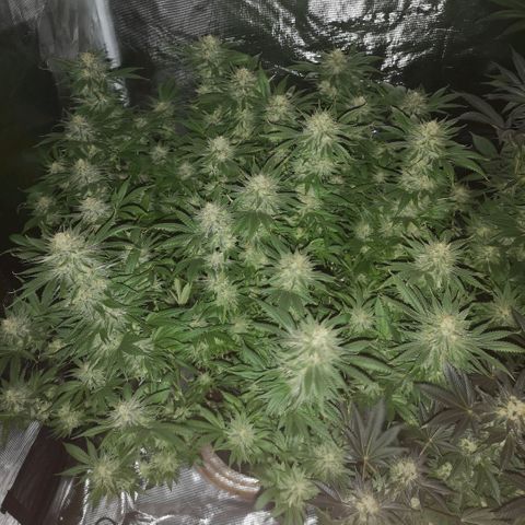 Cheese growlog timeline photo