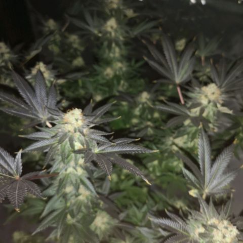 Grandaddy black growlog timeline photo