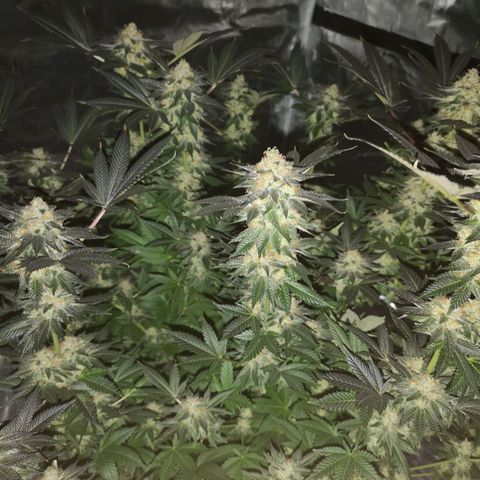 Grandaddy black growlog timeline photo