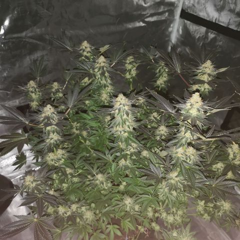 Grandaddy black growlog timeline photo