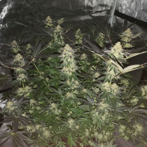 Grandaddy black growlog timeline photo