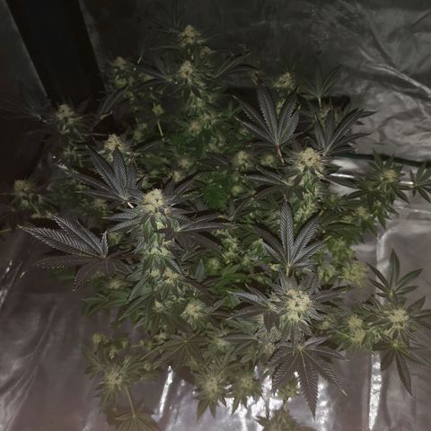 Grandaddy black growlog timeline photo