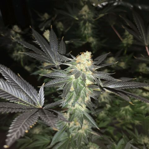 Grandaddy black growlog timeline photo