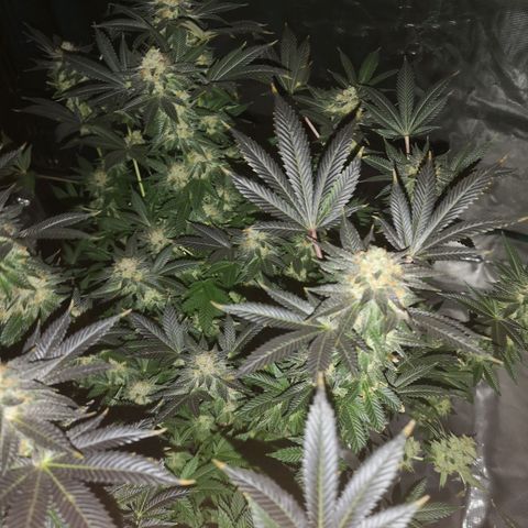 Grandaddy black growlog timeline photo