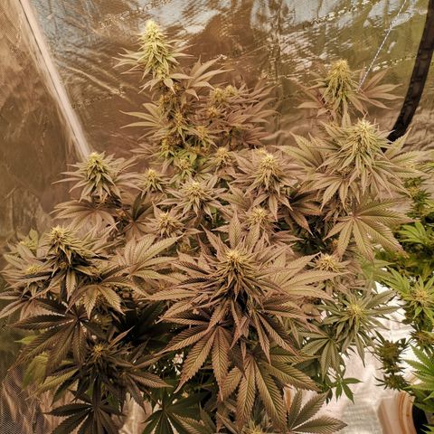10th Planet growlog timeline photo