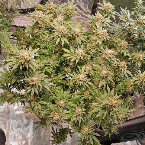 Cheese growlog timeline photo