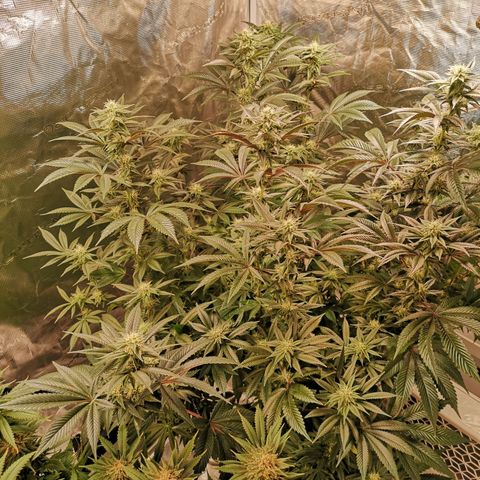 O. K. C growlog timeline photo
