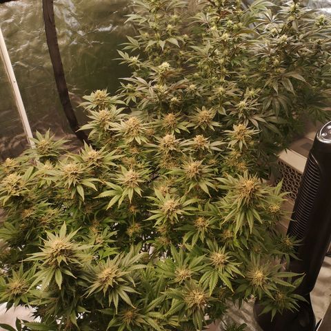 Cheese growlog timeline photo