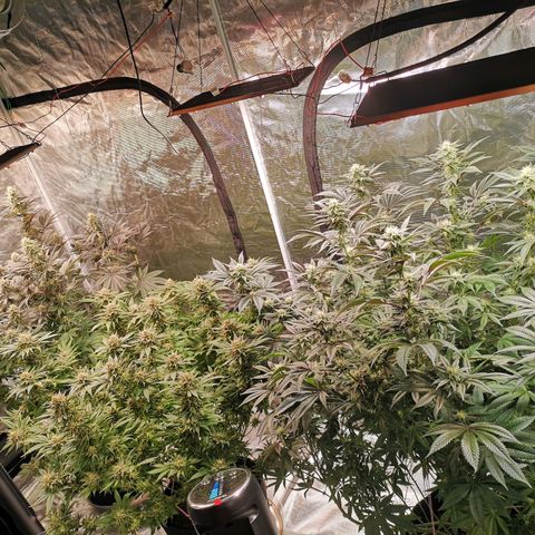 Cheese growlog timeline photo