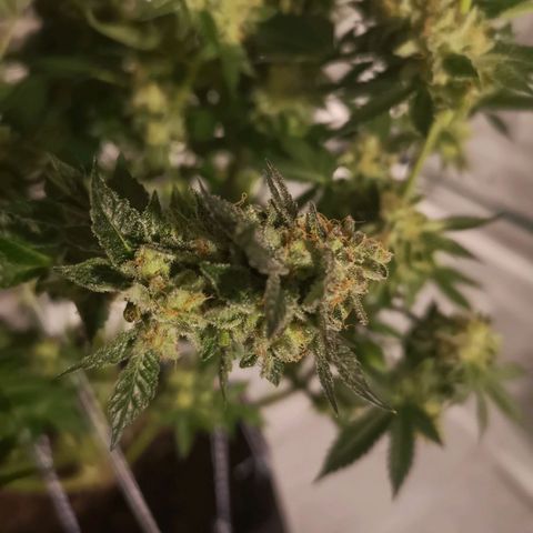 Grandaddy black growlog timeline photo