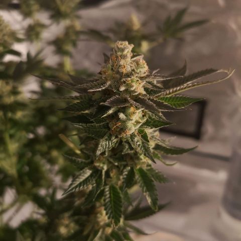 Grandaddy black growlog timeline photo