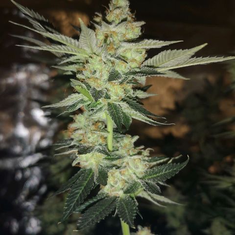 Grandaddy black growlog timeline photo