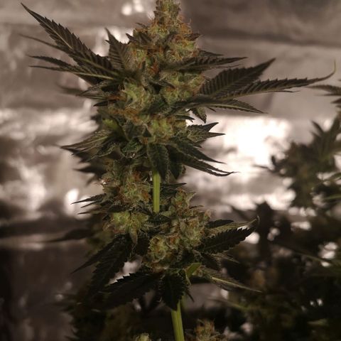 Grandaddy black growlog timeline photo