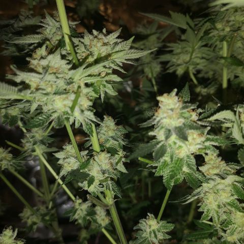 Grandaddy black growlog timeline photo