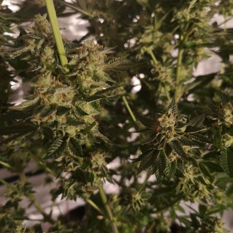 Grandaddy black growlog timeline photo
