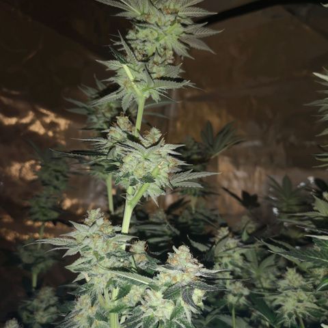 Grandaddy black growlog timeline photo